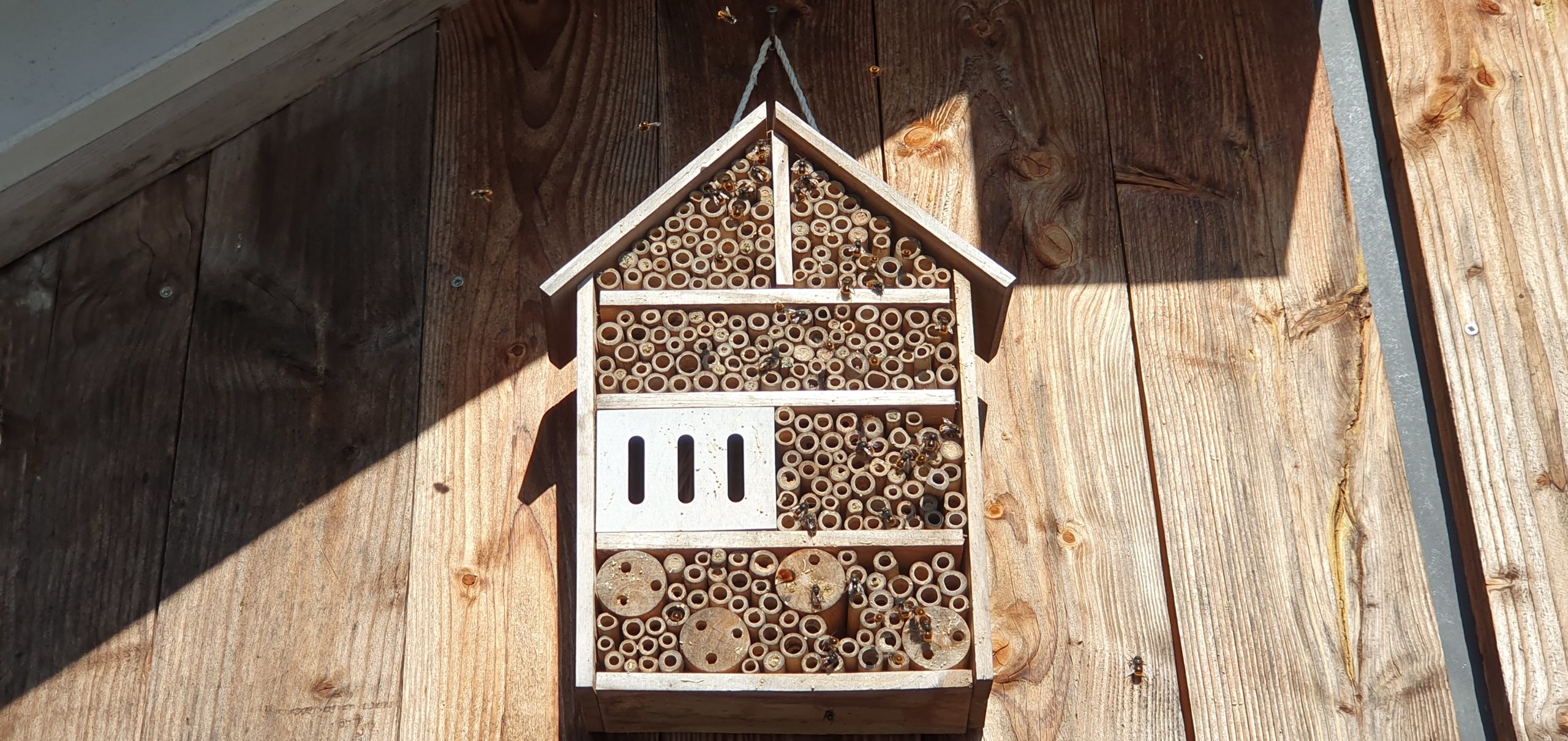 Kasten für Wildbienen an Holzgiebel befestigt